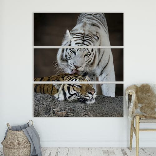 Albino Tiger - Beautiful Home Décor | Unique Canvas